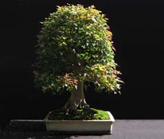 Trident Maple/Acer buergerianum Bonsai